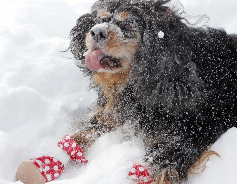 Even your dog can't take it